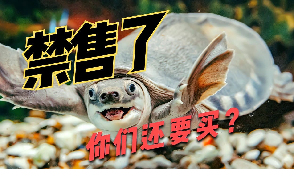 豬鼻龜是什么時候開始禁售的：豬鼻龜什么時候開始禁售的呢