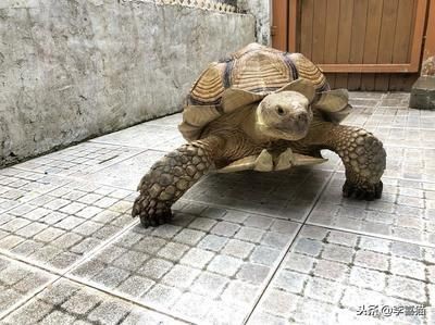 豬鼻龜是什么時候開始禁售的：豬鼻龜什么時候開始禁售的呢
