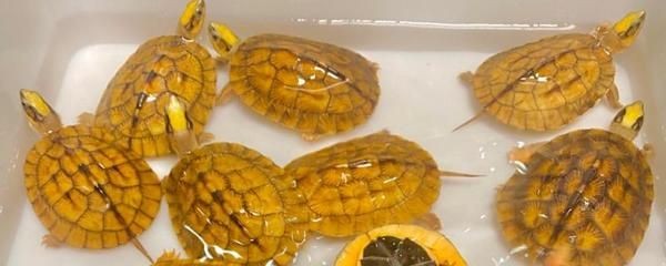 豬鼻龜是什么時候開始禁售的：豬鼻龜什么時候開始禁售的呢