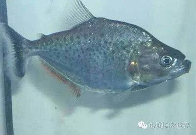 虎魚養什么品種好：虎魚養什么品種好，