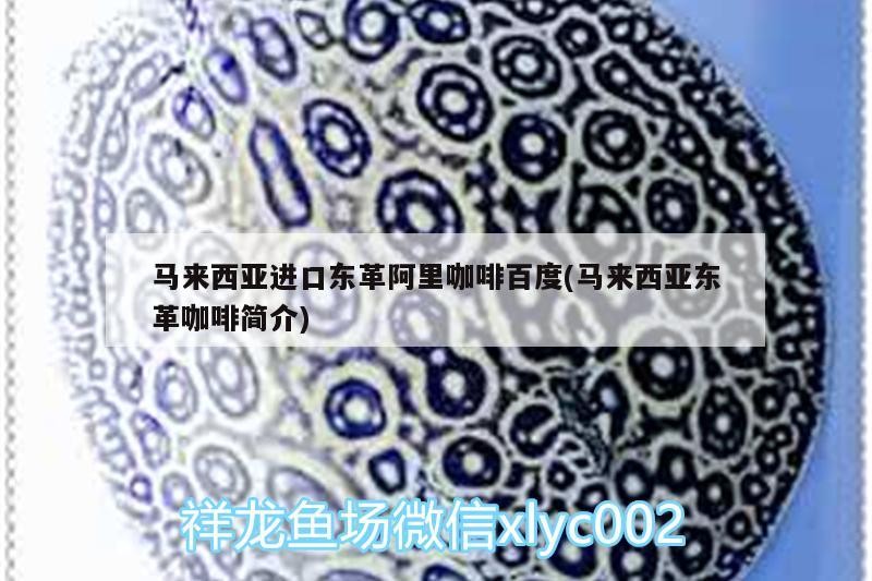馬來西亞進口東革阿里咖啡百度(馬來西亞東革咖啡簡介)