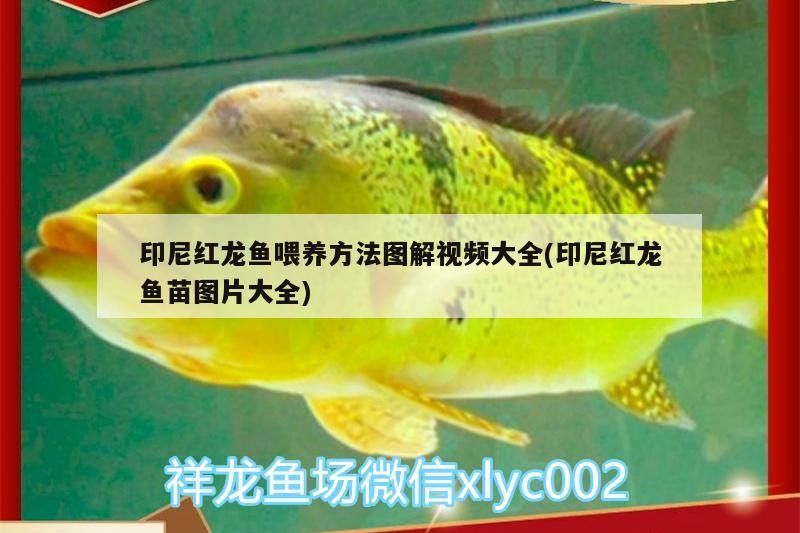 印尼紅龍魚喂養方法圖解視頻大全(印尼紅龍魚苗圖片大全)