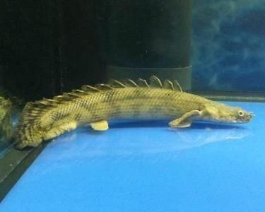 龍魚吃什么長的大vs祥龍魚場：祥龍魚場龍魚日常飼養技巧