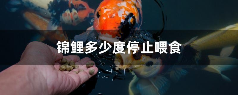 玻璃做魚缸怎么粘才牢固:如何自制玻璃魚缸 錦鯉多少度停止喂食 iwish愛唯希品牌魚缸 錦鯉多少度停止喂食 錦鯉多少度停止喂食 iwish愛唯希品牌魚缸