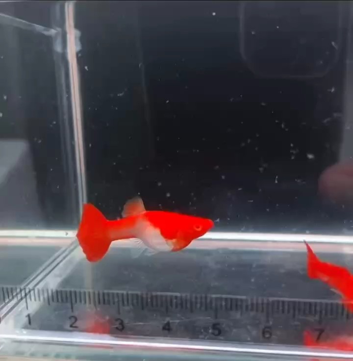 通背雙分水孔雀魚#孔雀魚#稀有孔雀魚#高端孔雀魚