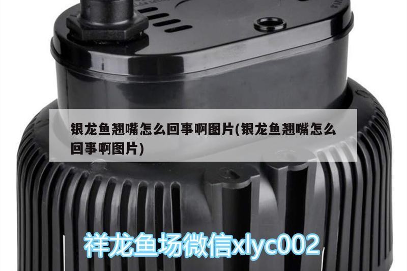 銀龍魚翹嘴怎么回事啊圖片(銀龍魚翹嘴怎么回事啊圖片)