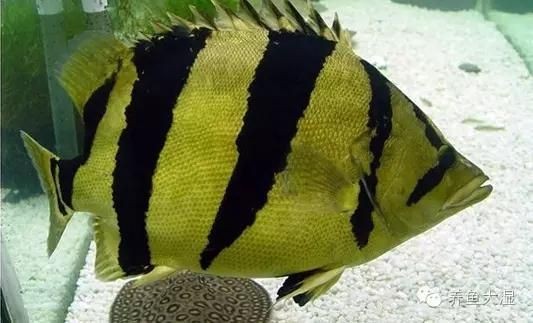 虎魚紋路怎么看出來好壞：虎魚紋路怎么看出來好壞虎魚紋路怎么看出來好壞 虎魚紋路怎么看出來好壞：虎魚紋路怎么看出來好壞虎魚紋路怎么看出來好壞 虎魚百科 第1張