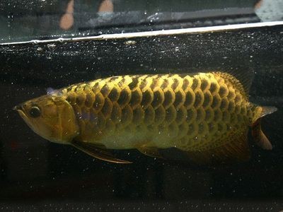 金龍魚日常喂食注意事項(xiàng)：金龍魚喂食注意事項(xiàng)