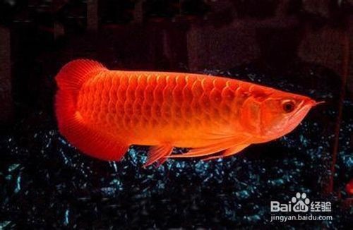金龍魚日常喂食注意事項：金龍魚喂食注意事項