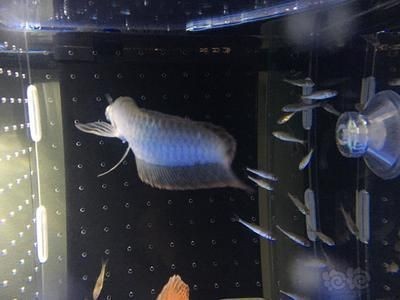 龍魚外寄生vs祥龍魚場：祥龍魚場的評價如何