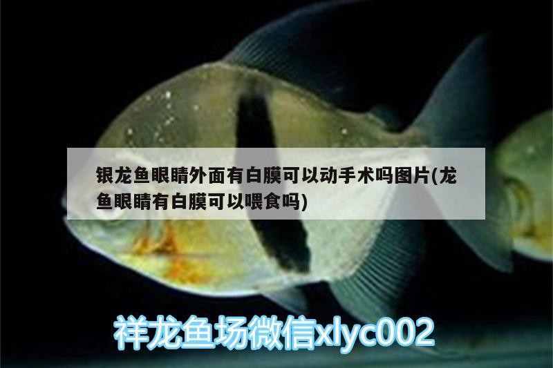 銀龍魚眼睛外面有白膜可以動手術嗎圖片(龍魚眼睛有白膜可以喂食嗎)