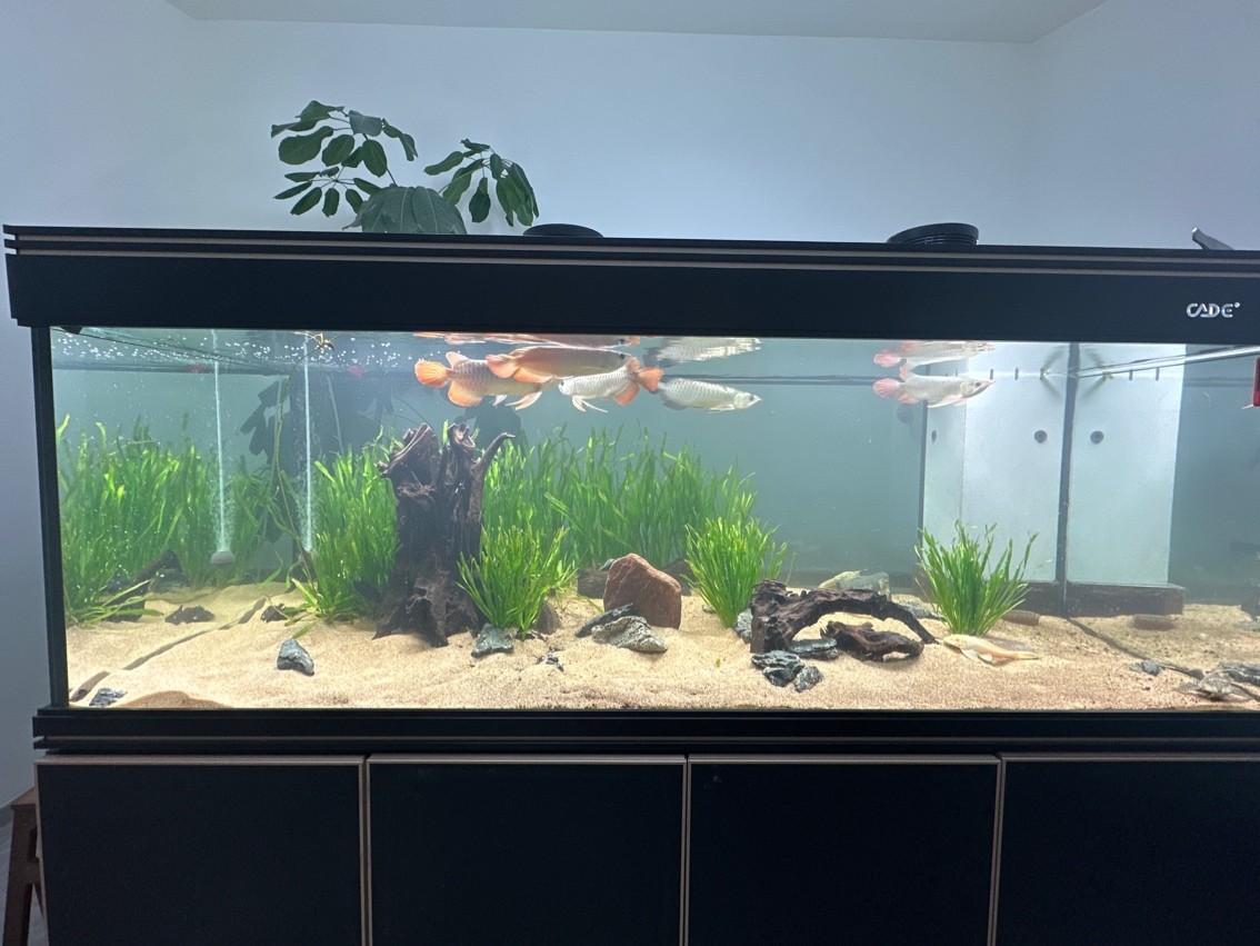 我的虎魚真菌感染了要怎么處理 五龍混養(yǎng)加種草 龍魚論壇 五龍混養(yǎng)加種草 五龍混養(yǎng)加種草 龍魚論壇