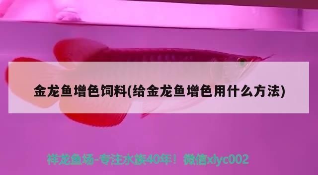 金龍魚增色飼料的科學(xué)配比：金龍魚增色飼料的科學(xué)配比是關(guān)鍵，專業(yè)型配方示例