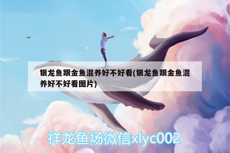 銀龍魚跟金魚混養好不好看(銀龍魚跟金魚混養好不好看圖片)