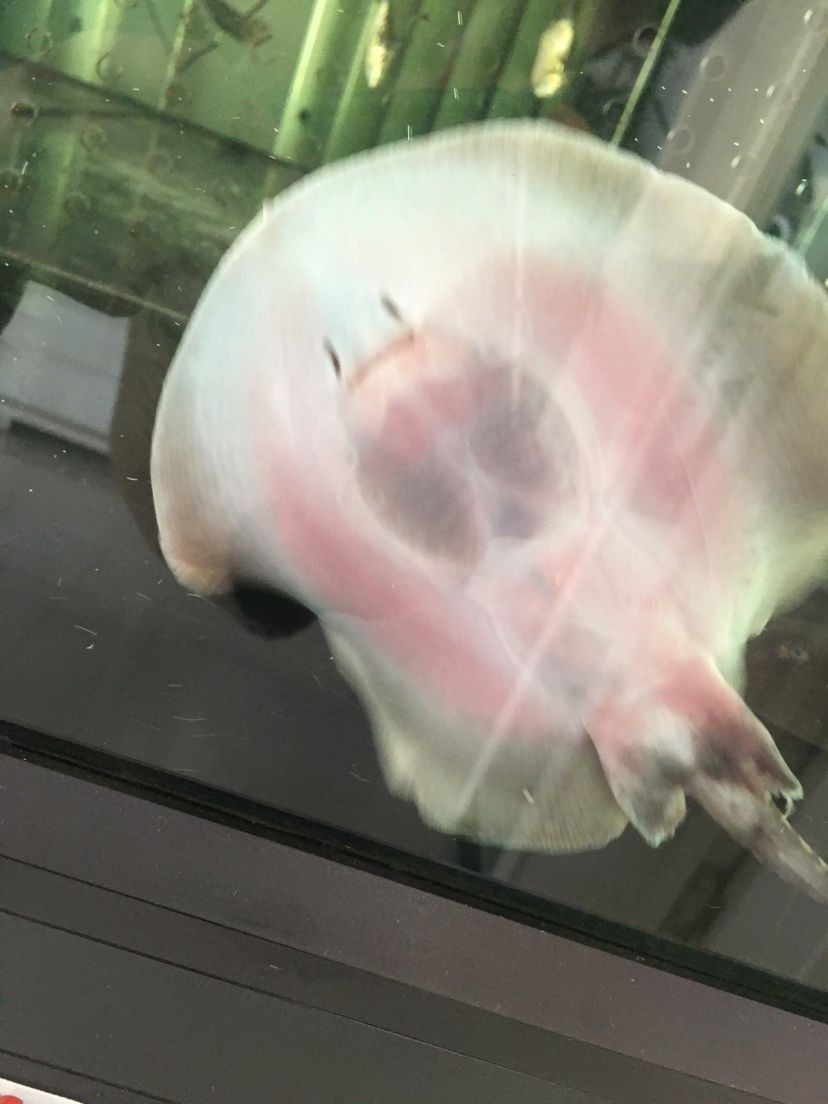 左權縣愛園花鳥魚蟲店