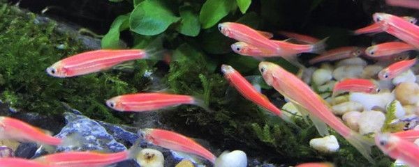互動性高的觀賞魚品種排名(互動性高的觀賞魚品種排名及種類) 觀賞魚百科 第3張 互動性高的觀賞魚品種排名(互動性高的觀賞魚品種排名及種類) 互動性高的觀賞魚品種排名(互動性高的觀賞魚品種排名及種類) 觀賞魚百科 第3張