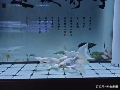 虎魚和蝴蝶鯉：虎魚和蝴蝶鯉可以混養嗎？