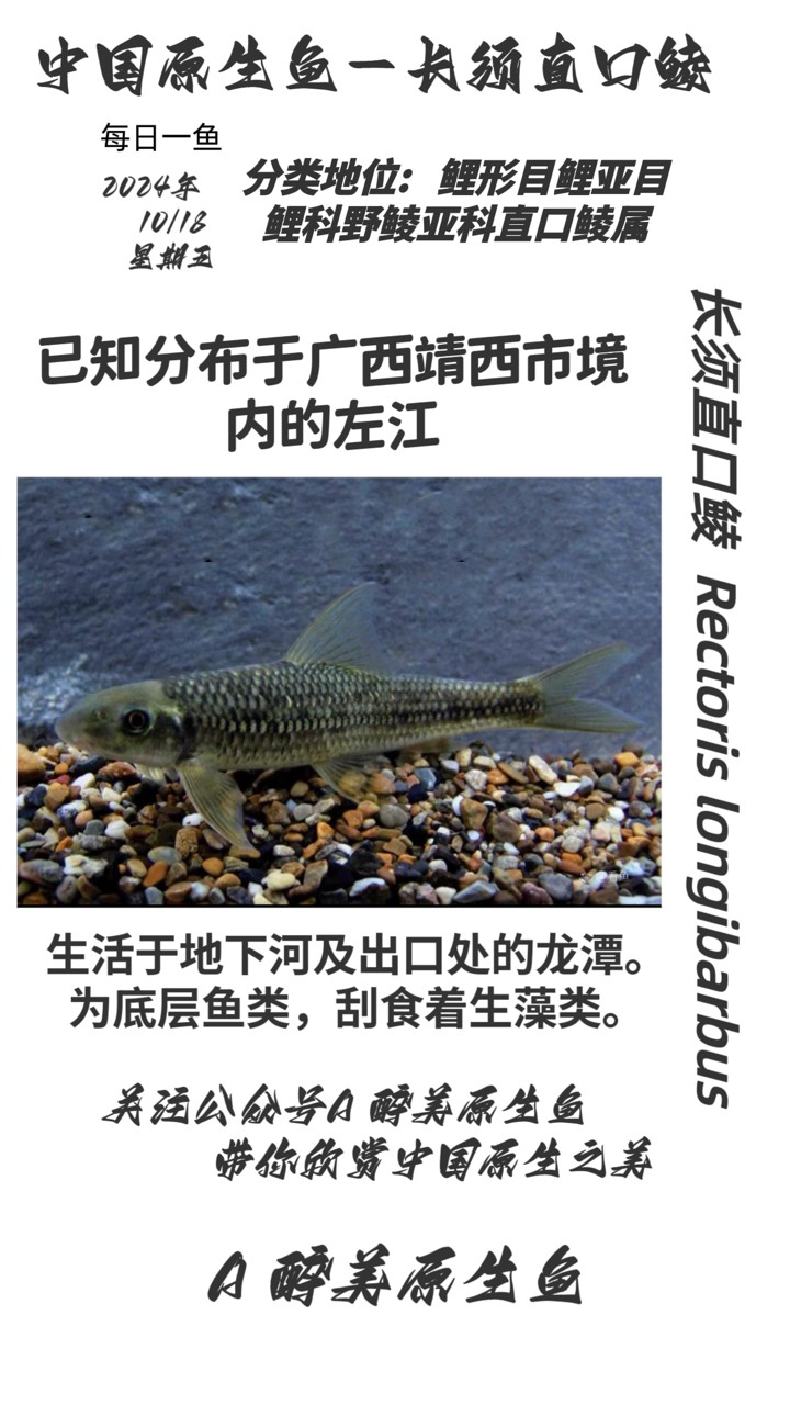 長須直口鯪