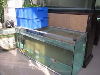 60厘米長的魚缸適合養什么魚：60厘米的魚缸適合養什么樣的魚？