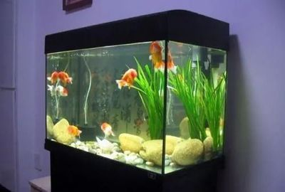 60厘米長的魚缸適合養什么魚：60厘米的魚缸適合養什么樣的魚？