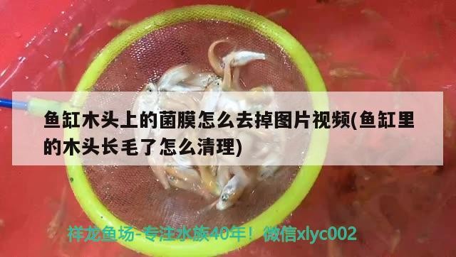 魚缸木頭上的菌膜怎么去掉圖片視頻(魚缸里的木頭長毛了怎么清理)