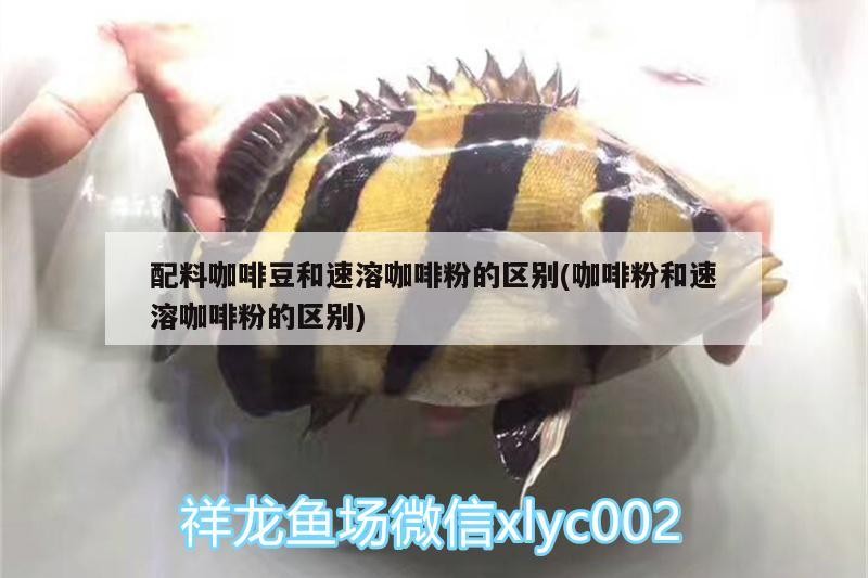 配料咖啡豆和速溶咖啡粉的區別(咖啡粉和速溶咖啡粉的區別)