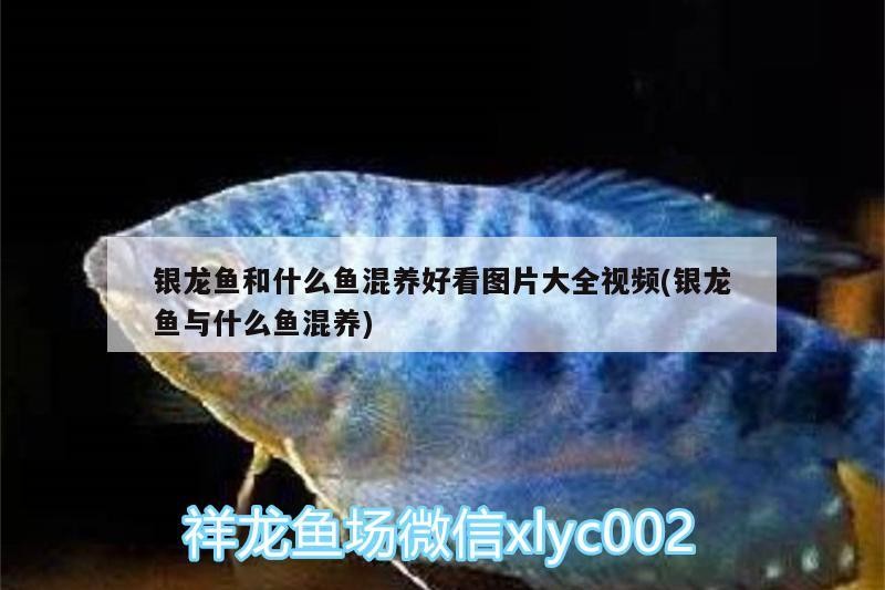 銀龍魚和什么魚混養好看圖片大全視頻(銀龍魚與什么魚混養)