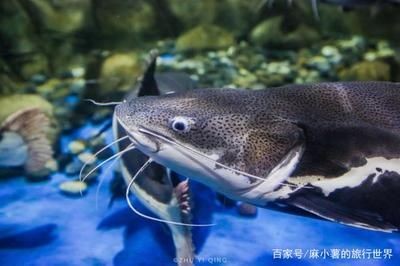 魟魚打包能活多久啊：魟魚打包運輸的存活時間取決于多種因素