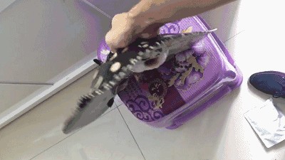 魟魚打包能活多久啊：魟魚打包運輸的存活時間取決于多種因素