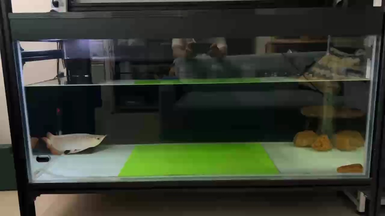 下層缸真的很考驗魚的適應(yīng)能力，老虎仔在上層缸的時候從來沒有不好，今天剛剛挪到下面來，馬上就呆呆地，希望它能夠盡快適應(yīng)出狀態(tài)！
