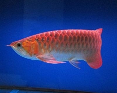 加里曼丹紅龍魚怎么樣：加里曼丹紅龍魚在風水中的作用如何鑒別加里曼丹紅龍魚的真偽