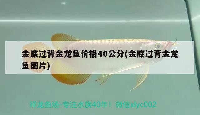 金底過背金龍魚價格40公分(金底過背金龍魚圖片)