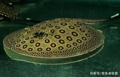 魟魚需要加溫嗎：魟魚需要加溫嗎[需手動填充][需手動填充]魚需要加溫嗎，魟魚需要加溫嗎