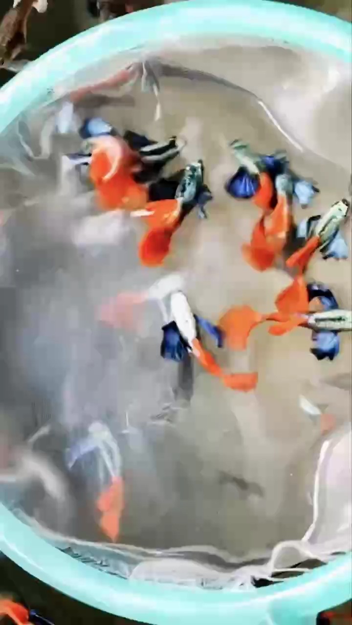 白金象耳孔雀魚#孔雀魚 #稀有孔雀魚#高端孔雀魚