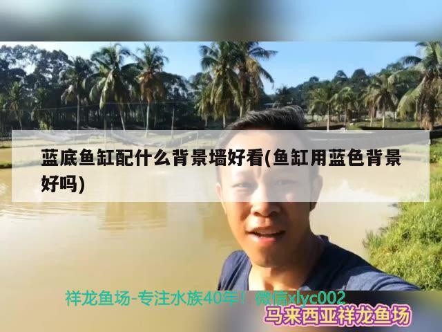 藍底魚缸配什么背景墻好看(魚缸用藍色背景好嗎) 藍底魚缸配什么背景墻好看(魚缸用藍色背景好嗎) iwish愛唯希品牌魚缸