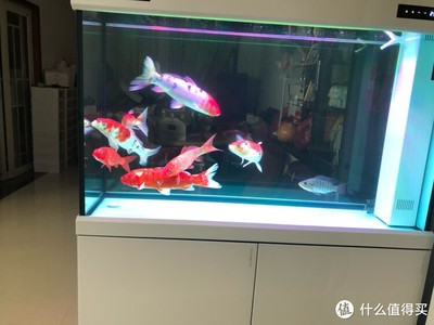 常見的十種魚缸清潔魚有哪些（常見的十種魚缸清潔魚有哪些圖片）