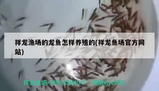 祥龍漁場的龍魚怎樣養(yǎng)殖的(祥龍魚場官方網(wǎng)站) 祥龍漁場的龍魚怎樣養(yǎng)殖的(祥龍魚場官方網(wǎng)站) 魚缸百科