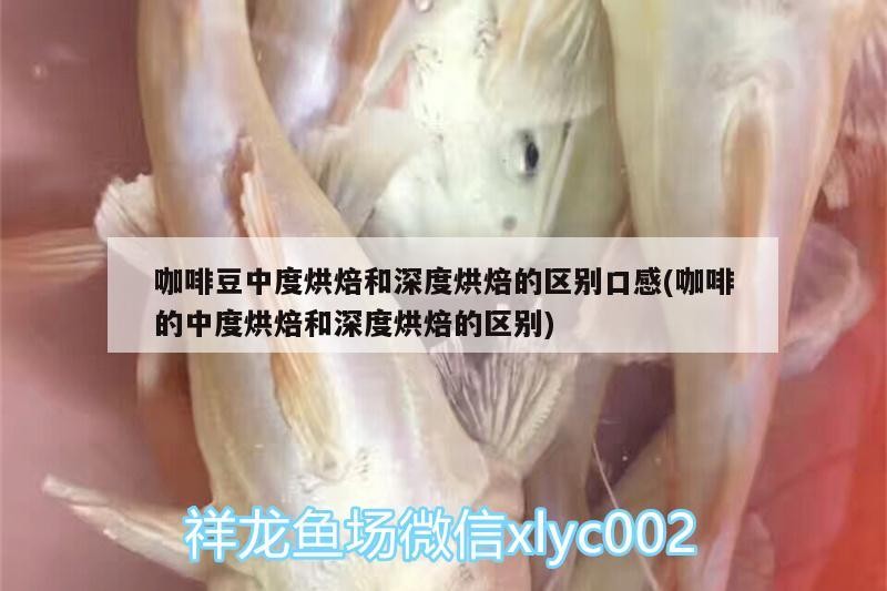 咖啡豆中度烘焙和深度烘焙的區別口感(咖啡的中度烘焙和深度烘焙的區別)