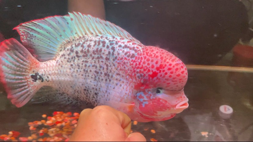 古典羅漢魚重血網紋淺交羅漢魚