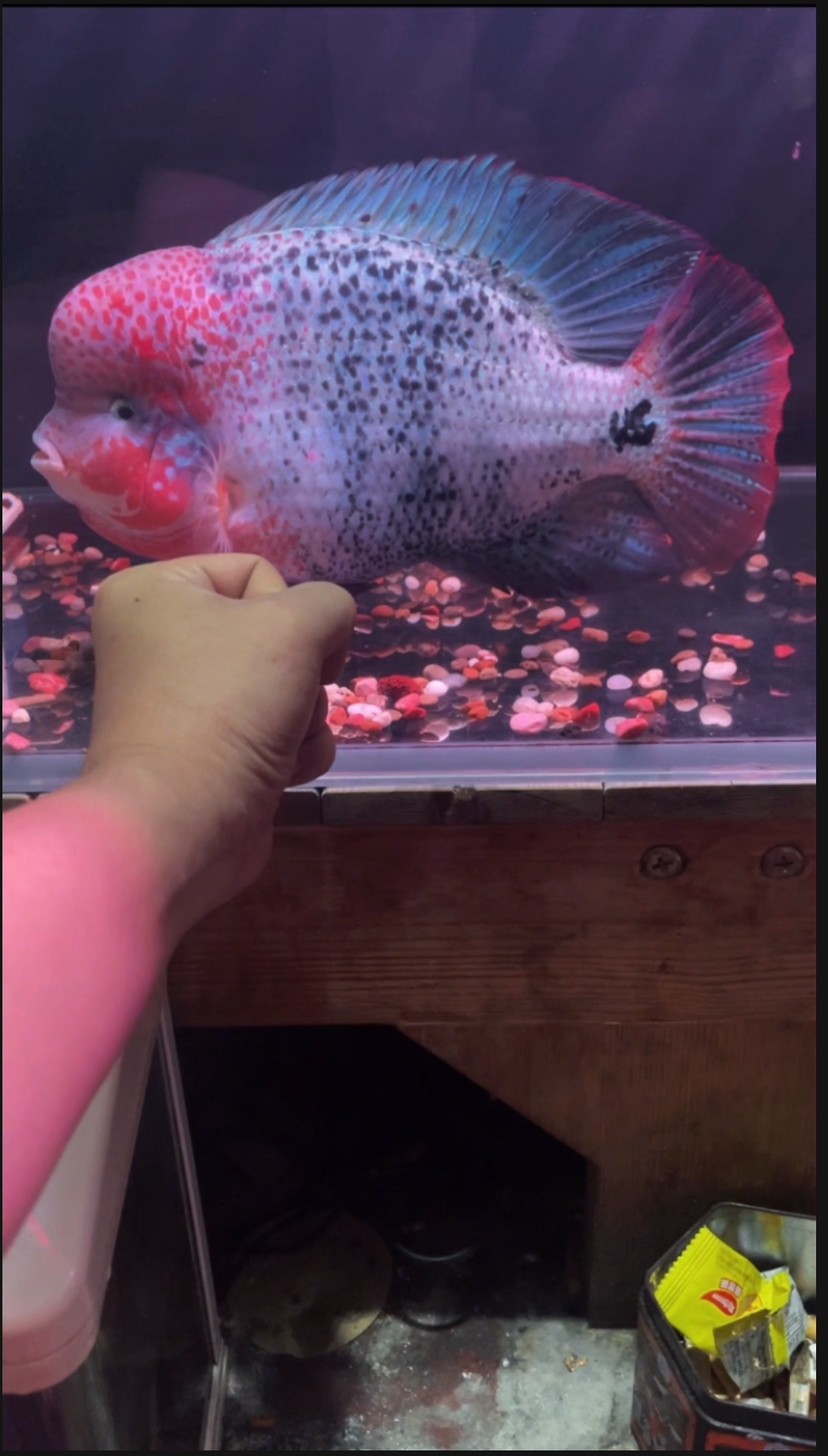 古典羅漢魚重血網紋淺交羅漢魚