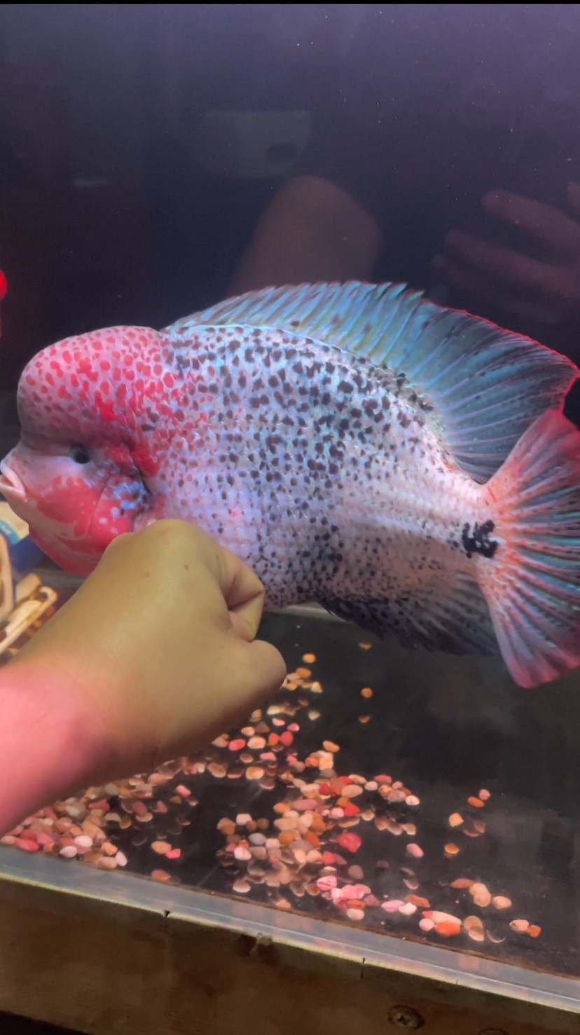 古典羅漢魚重血網紋淺交羅漢魚