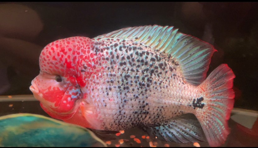 古典羅漢魚重血網紋淺交羅漢魚