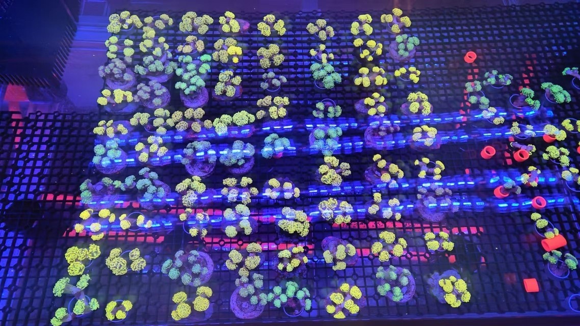 沙巴  印尼  大量現貨
