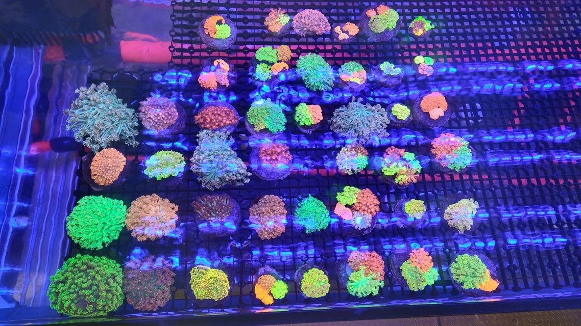 沙巴  印尼  大量現貨