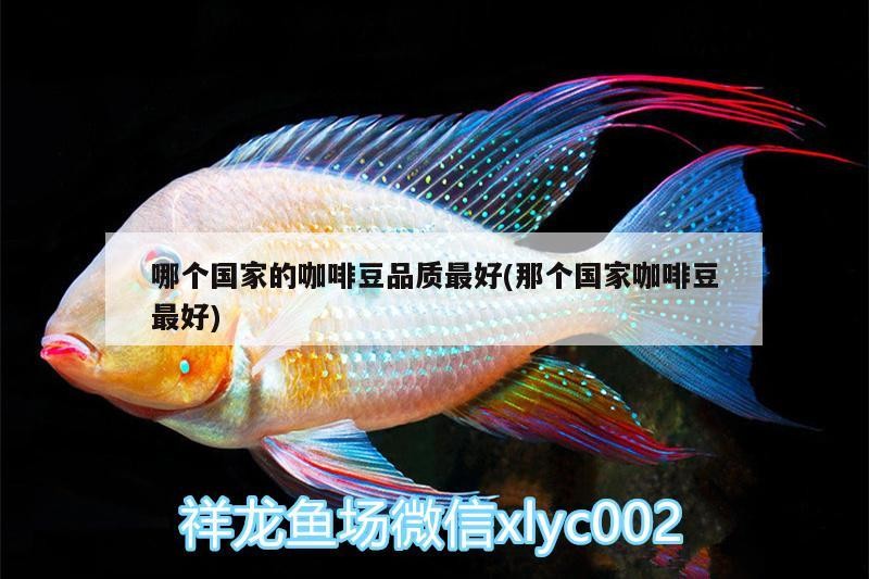 哪個國家的咖啡豆品質最好(那個國家咖啡豆最好)