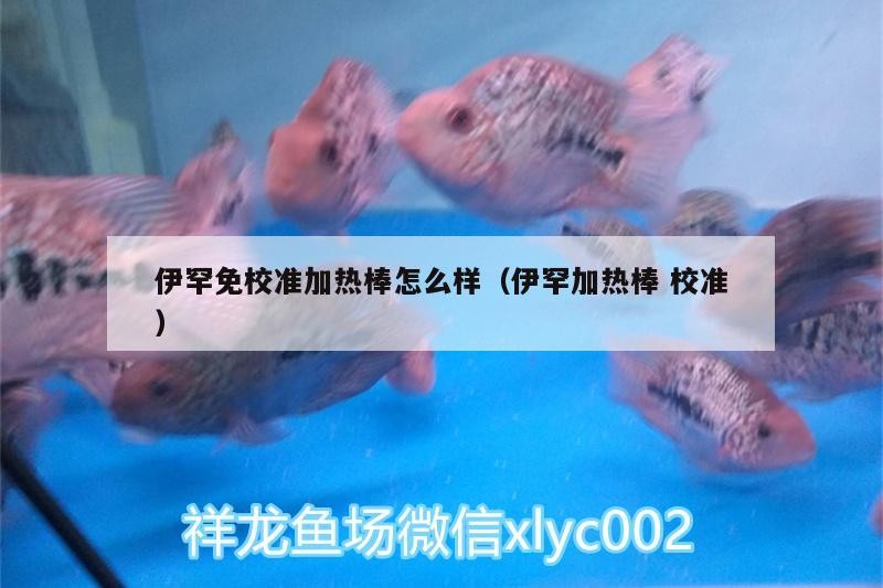 伊罕免校準(zhǔn)加熱棒怎么樣（伊罕加熱棒校準(zhǔn)）