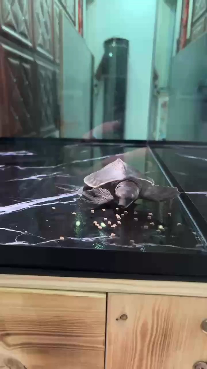 整個這玩意