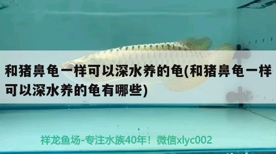 和豬鼻龜一樣可以深水養的龜(和豬鼻龜一樣可以深水養的龜有哪些)