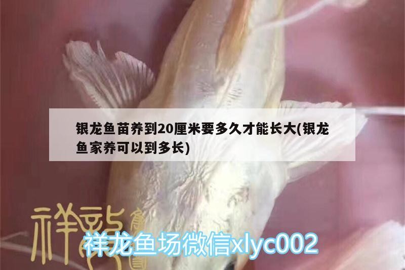 魚缸過濾器選購指南:自制魚缸過濾器魚缸上置過濾器對于養魚愛好者的必備知識 銀龍魚苗養到20厘米要多久才能長大(銀龍魚家養可以到多長) 銀龍魚百科 銀龍魚苗養到20厘米要多久才能長大(銀龍魚家養可以到多長) 銀龍魚苗養到20厘米要多久才能長大(銀龍魚家養可以到多長) 銀龍魚百科