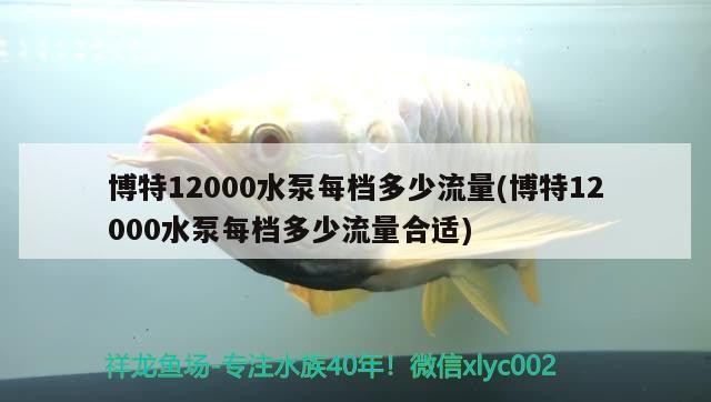 博特12000水泵每檔多少流量(博特12000水泵每檔多少流量合適) 博特12000水泵每檔多少流量(博特12000水泵每檔多少流量合適) 博特水族